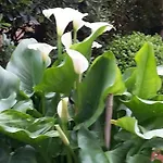 Acasamia Welchome Hotel