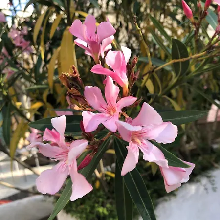 Acasamia Welchome Hotel Rimini