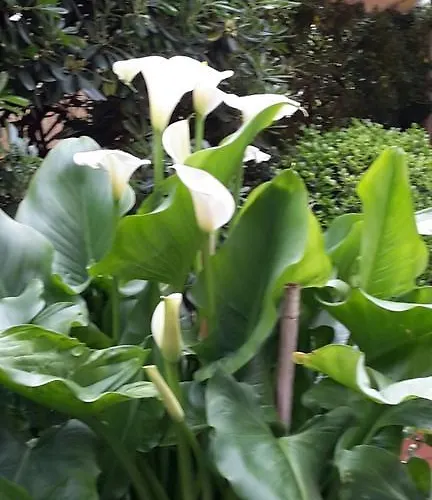 Acasamia Welchome Hotel