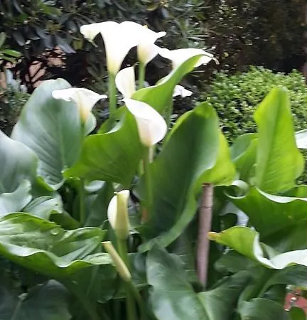 Acasamia Welchome ホテル